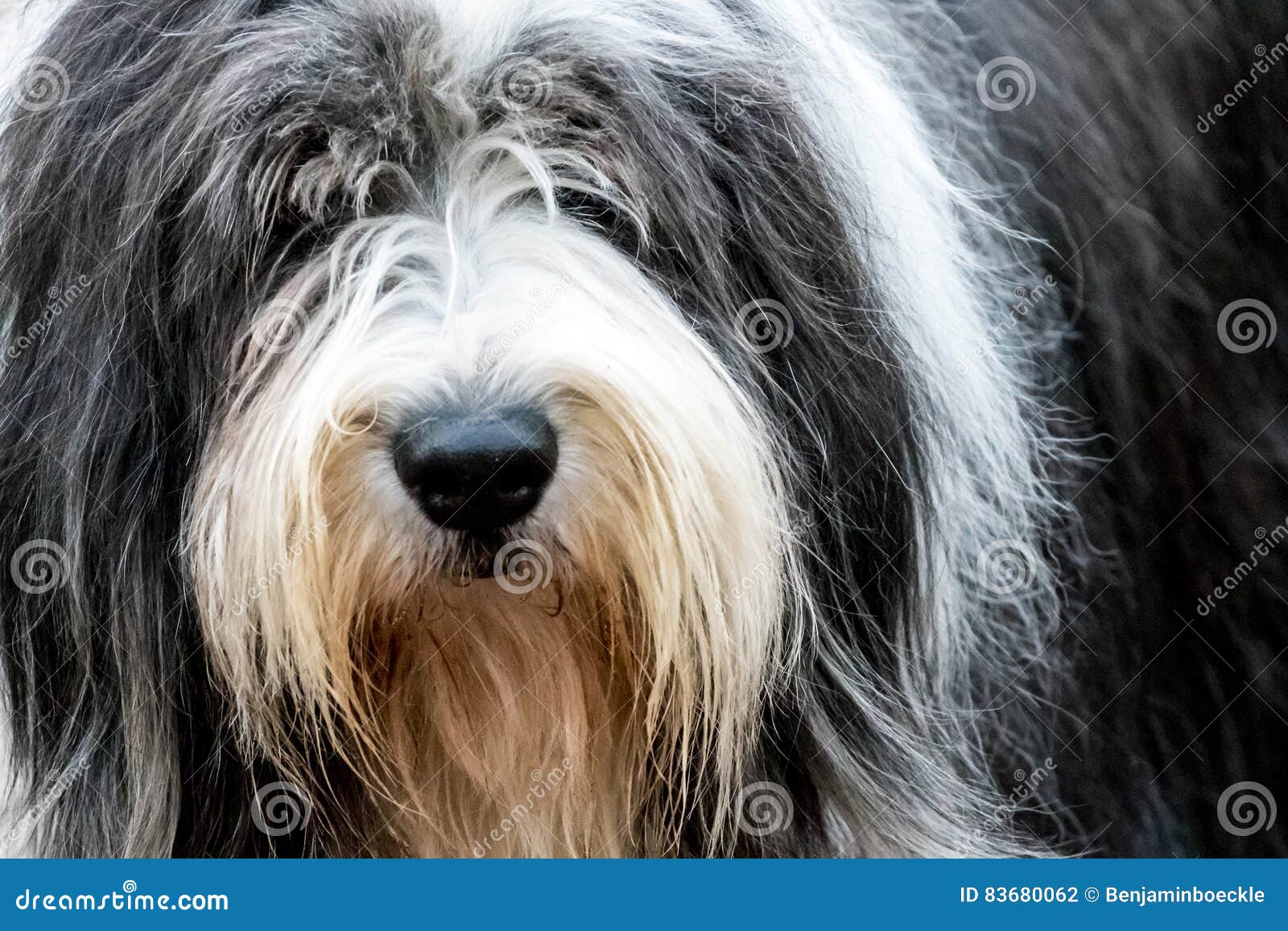 Cão Pastor Inglês Velho Que Está Na Grama Imagem de Stock - Imagem