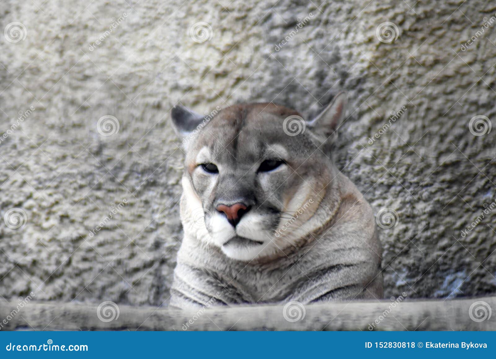 Nunca Propio pulgada Retrato Animal Del Puma En El Fondo Gris De Pared De Piedra Foto de archivo  - Imagen de enojado, gatos: 152830818