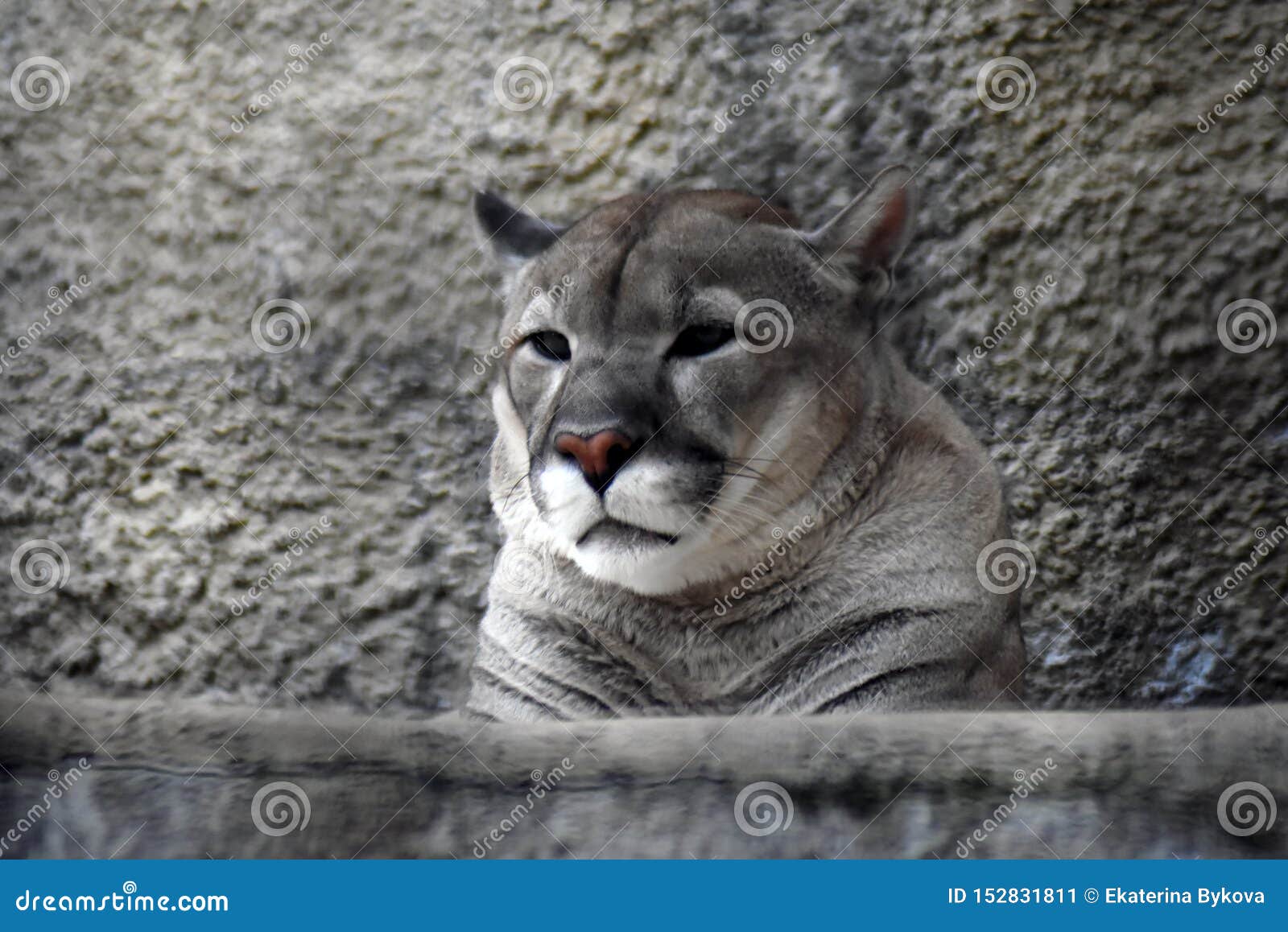 Retrato Puma En Fondo Gris Pared De Piedra Imagen de archivo - Imagen de mayor, gatos: 152831811