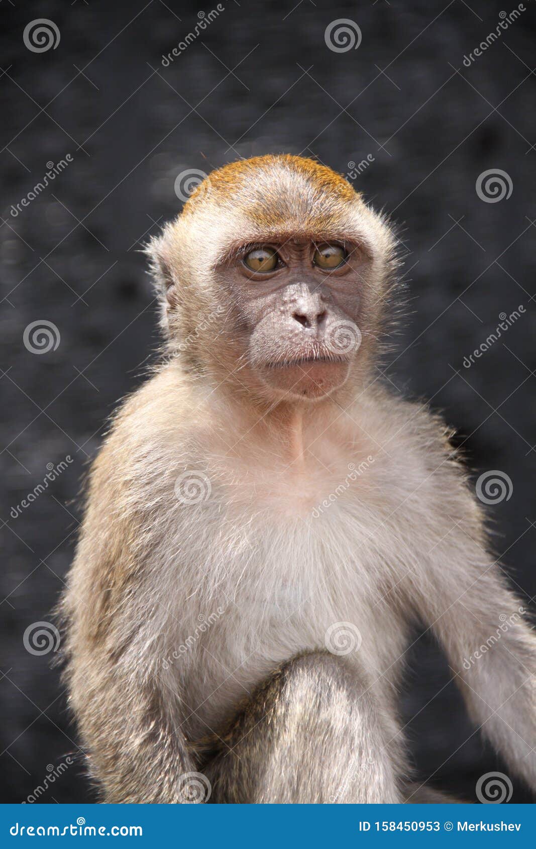 Fundo Jovem Macaco Preto Está Olhando Para A Câmera Fundo, Fotos