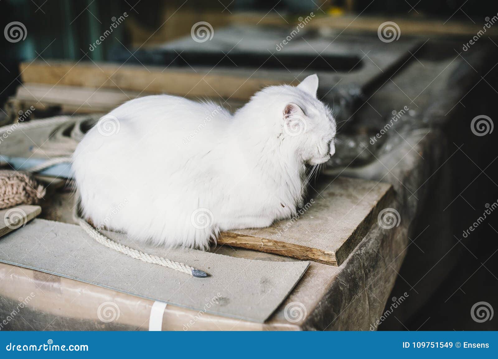 Gato - EL HIJO DEL CARPINTERO