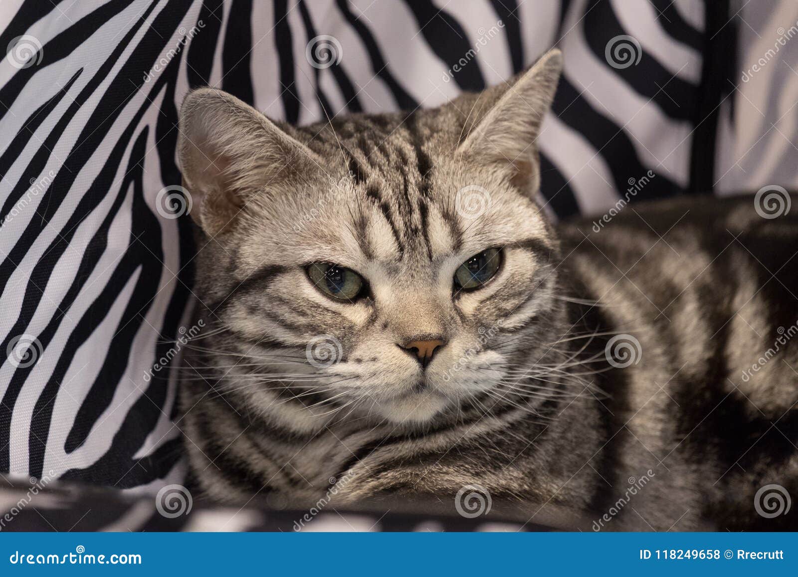 Retrato británico adulto del gato de gato atigrado de la plata del shorthair en fondo bicolor blanco y negro de la tela. Gato nacional pelado gris que miente en el sofá Modelo del tigre Raza muy popular en el mundo