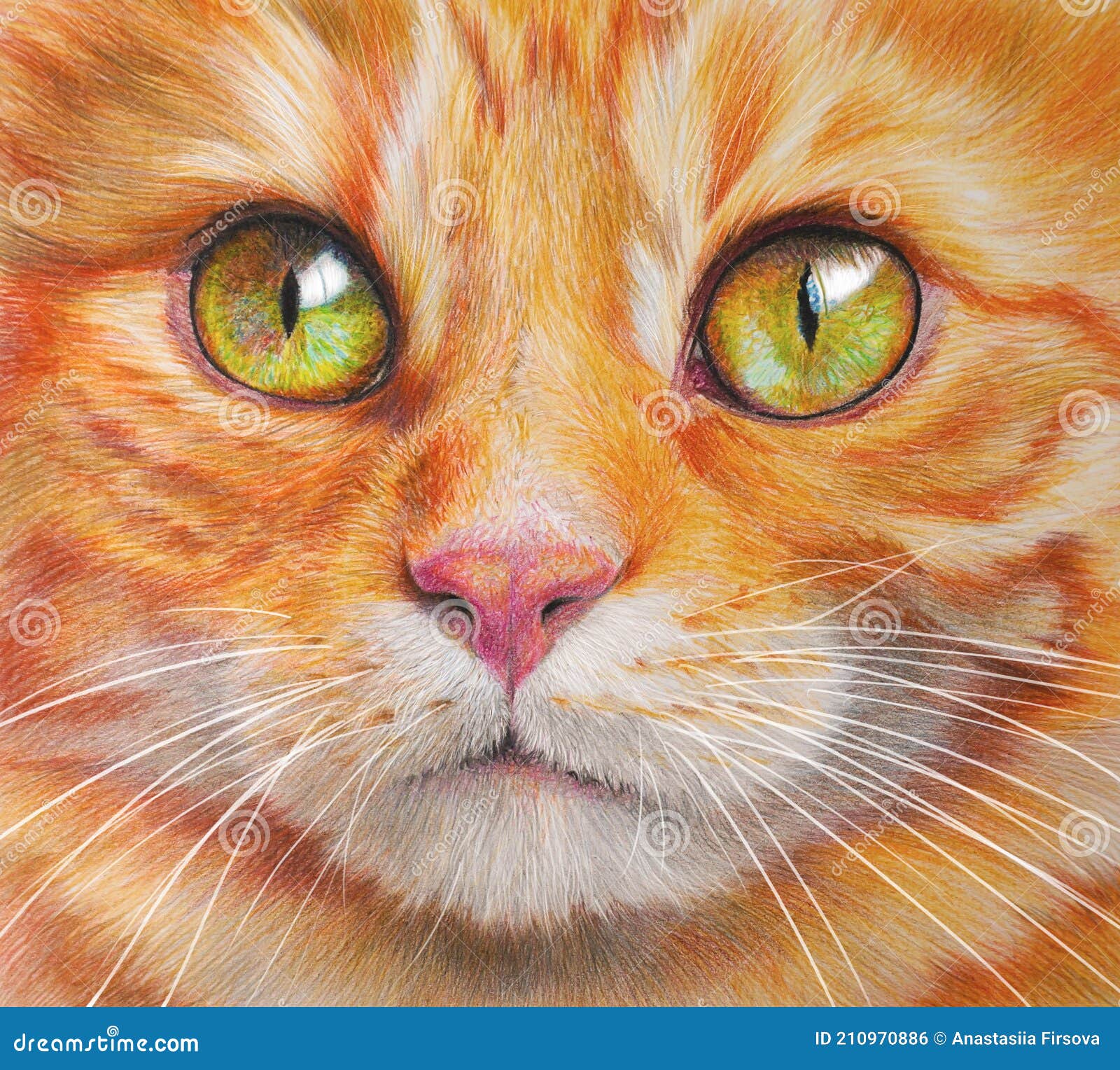 Retrato Colorido De Um Gato. Fundo De Estimação Em Branco. Desenho De Mão  Realista Ilustração Stock - Ilustração de animal, isolado: 210970886