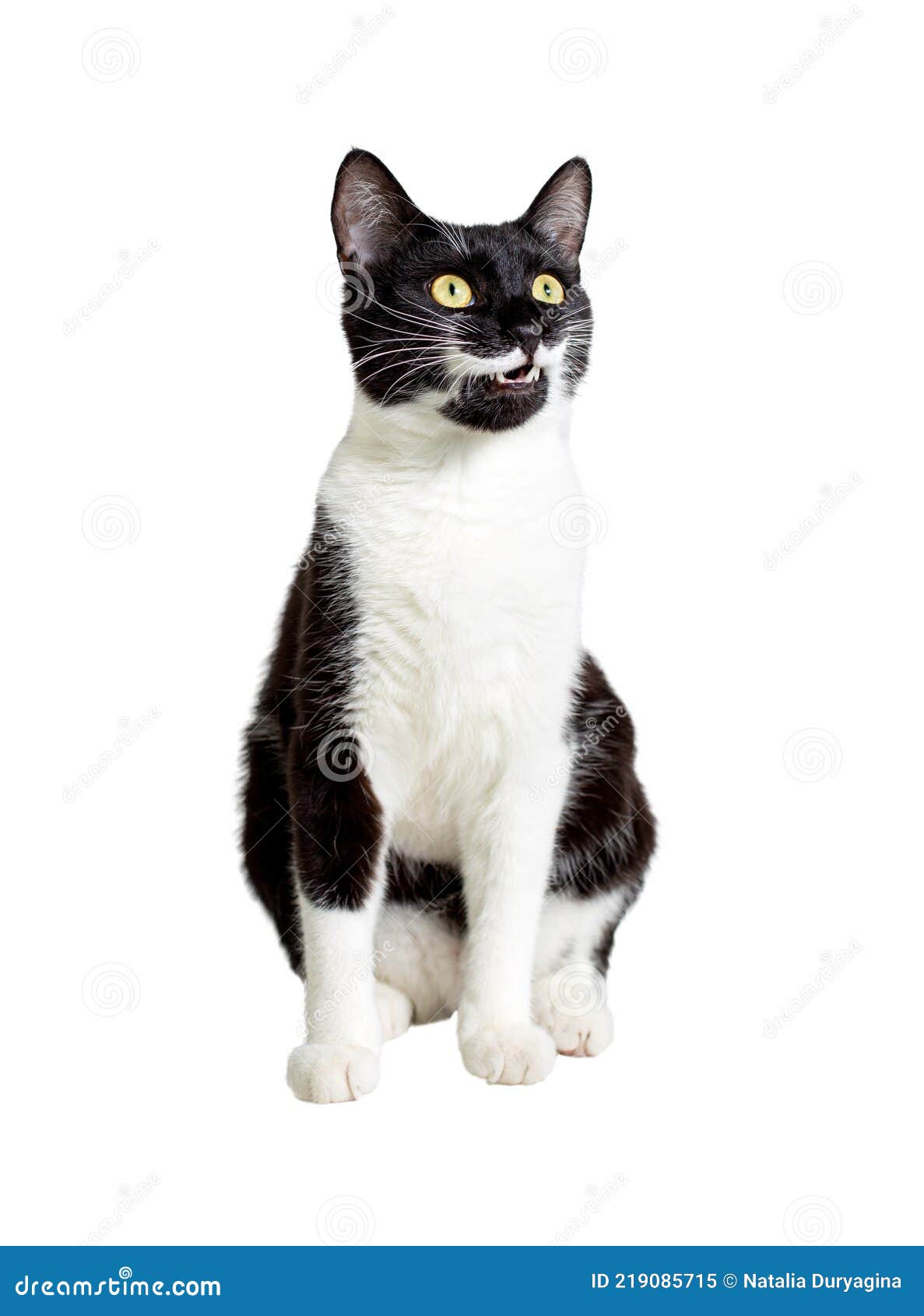 Retrato De Um Gato Preto Com Um Pescoço Branco Olhando Para O Jogo a  Distância Foto de Stock - Imagem de distância, cauda: 221727350