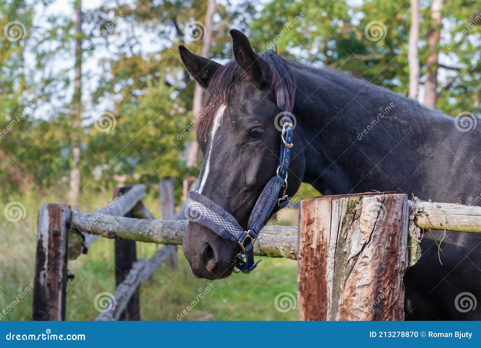 Um cavalo com uma mancha branca na cabeça está parado em frente a um fundo  branco.