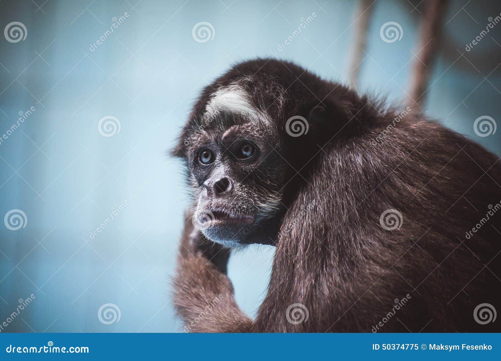 Retrato em macaco imagem de stock. Imagem de macaco - 171038437