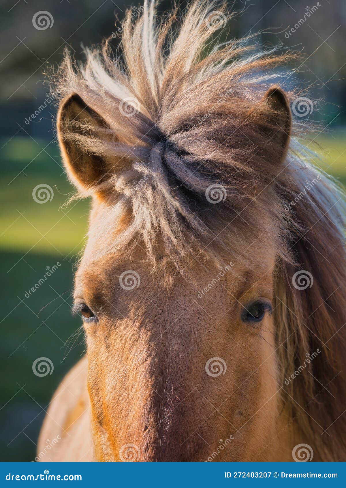 Retrato Da Frente Do Cavalo Ao Ar Livre Se Feche Imagem de Stock - Imagem  de frente, animal: 272403207