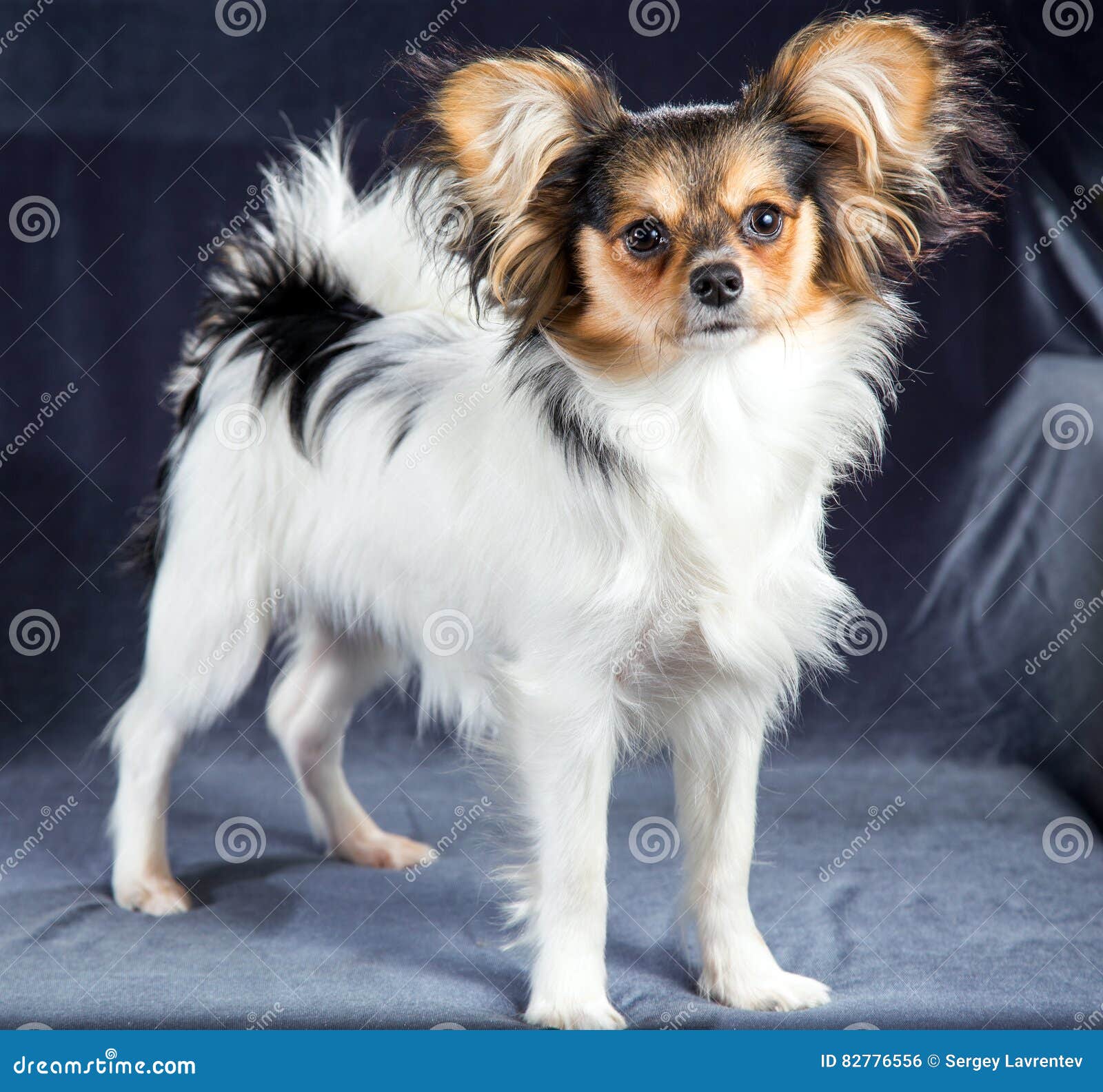 Retrato Da Raça Papillon Do Cão De Seis Meses Foto de Stock