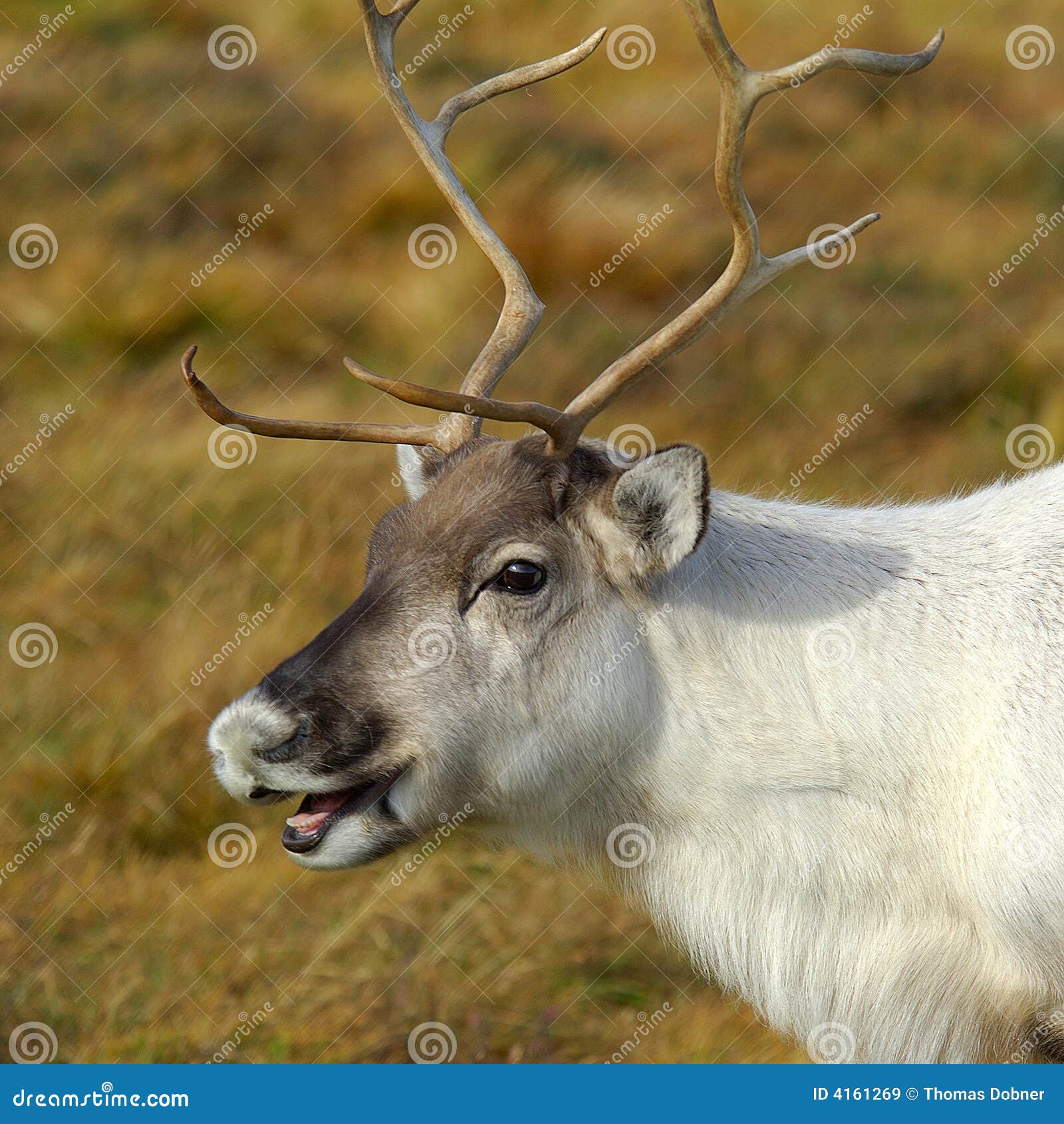 Retrato da rena imagem de stock. Imagem de necessidades - 4161269