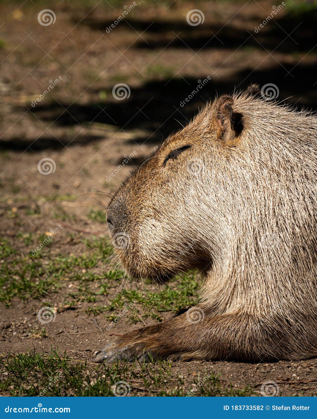 Capivara on Pinterest