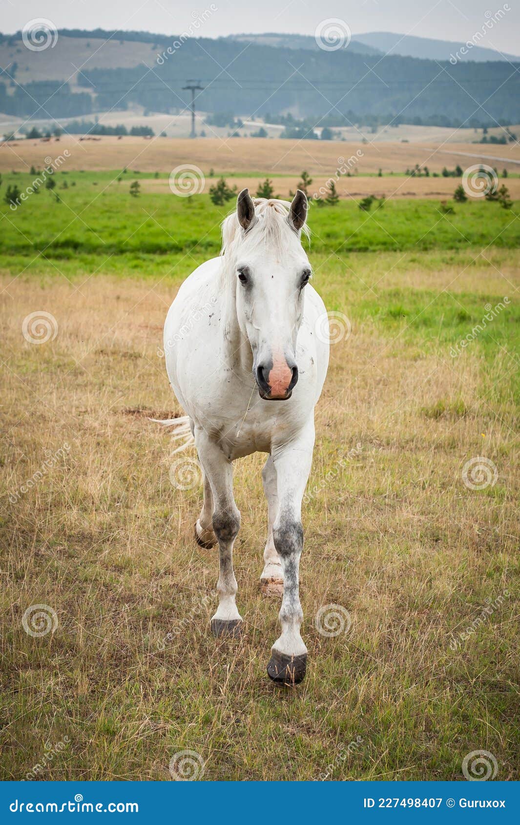 Cavalo na frente do espaço em branco