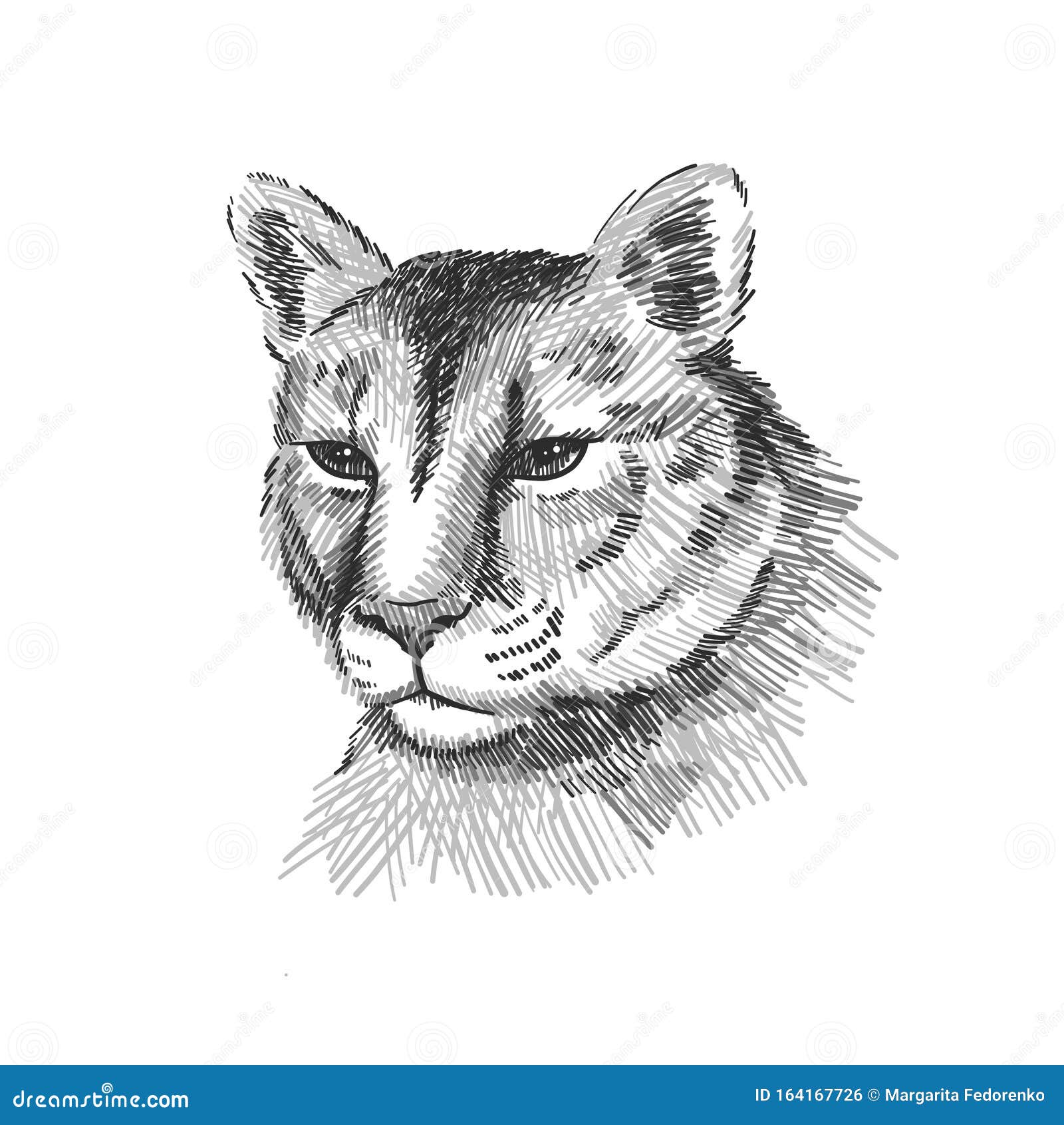 Retrato De Cougar León De Montaña Estadounidense, Tigre Rojo, Cara De Animal  Pantano Predador Puma, Ilustración Vectorial, Dibuja Ilustración del Vector  - Ilustración de despredador, animal: 164167726