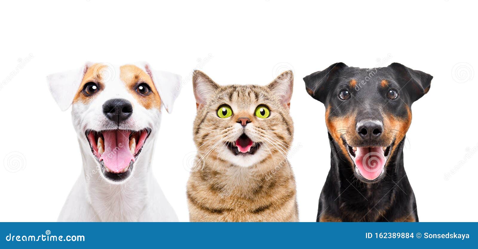 Cães e Gatos - Animais engraçados