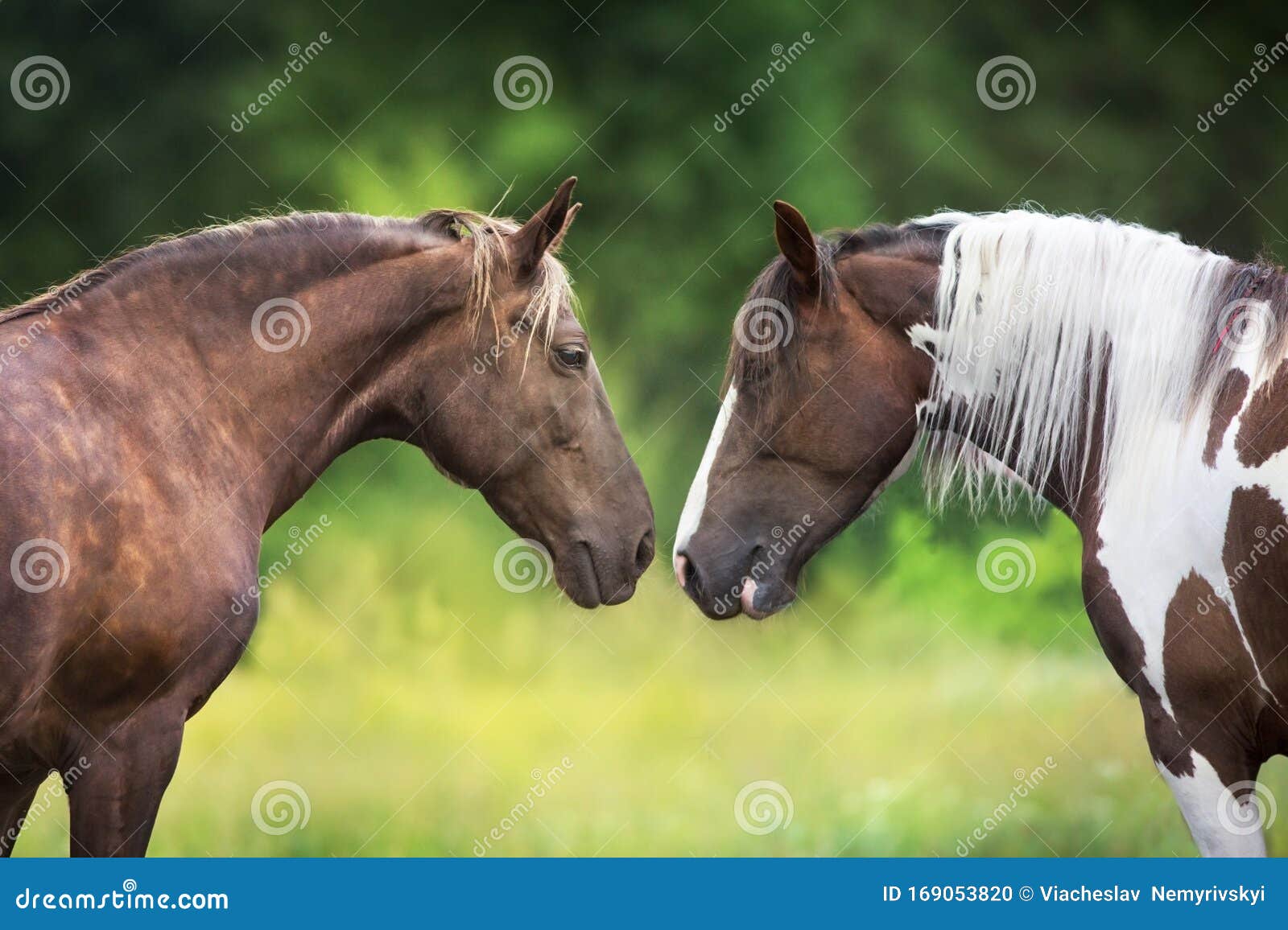 14027 - DIVERSOS - ANIMAIS - Dois Cavalos de frente - CAVALO - 41x29 cm.