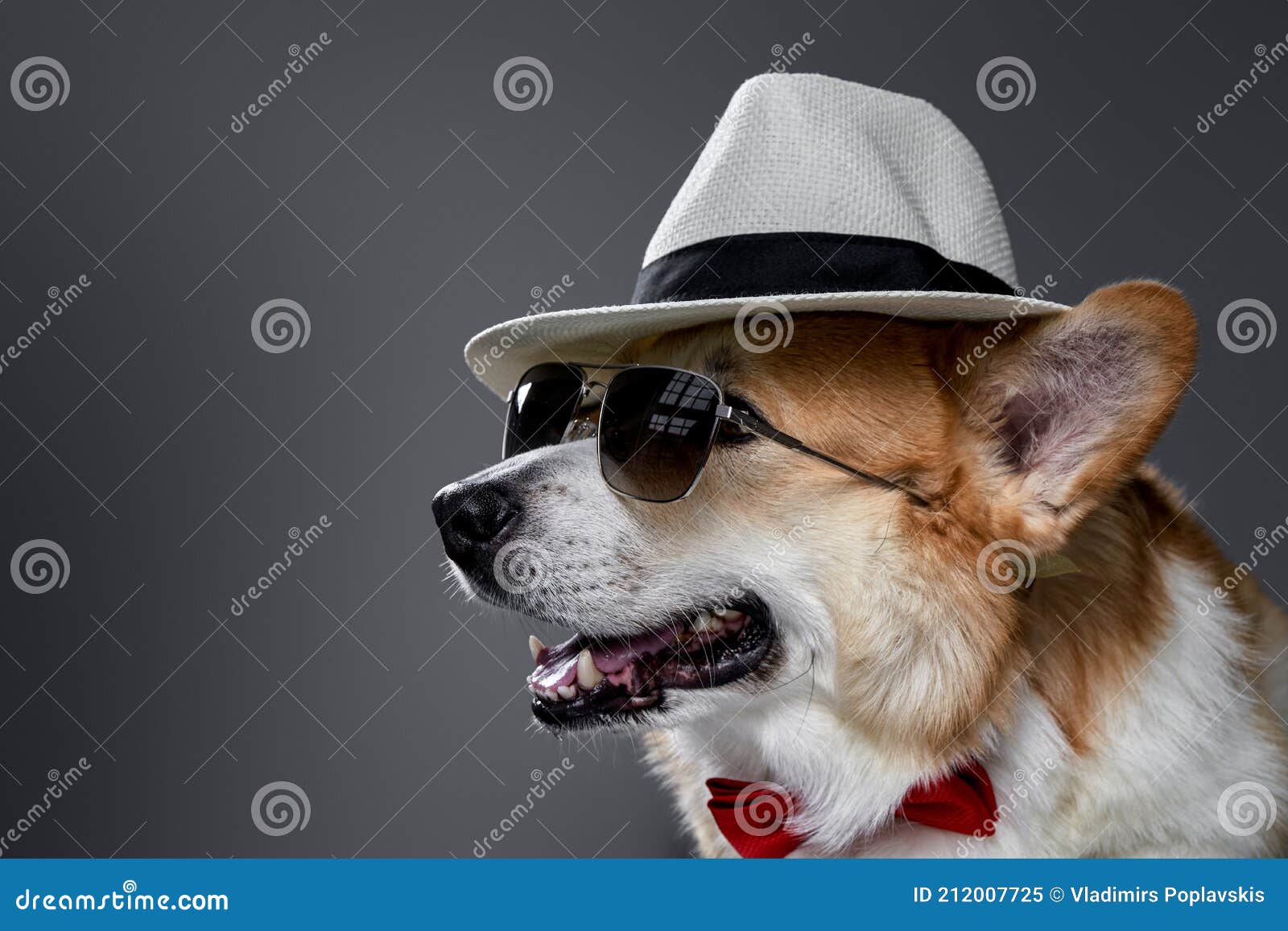 Comparable ojo Descortés Retrato De Elegante Perro Corgi Mirando Hacia Otro Lado Usando Sombrero. Imagen de archivo - Imagen de dorado, cristales: 212007725 Comparable ojo Descortés Retrato De Elegante Perro Corgi Mirando Hacia Otro Lado Usando Sombrero. Imagen de archivo - Imagen de dorado, cristales: 212007725
