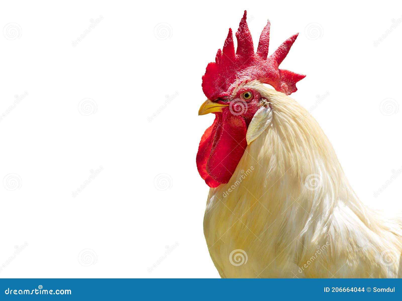 Retrato De Frango Branco Grande Frango Brava Galinha Linda Galinha Brava  Galinha Brava Com Grande Galinha Vermelha Coberto Prado Foto de Stock -  Imagem de pena, orgânico: 206664044