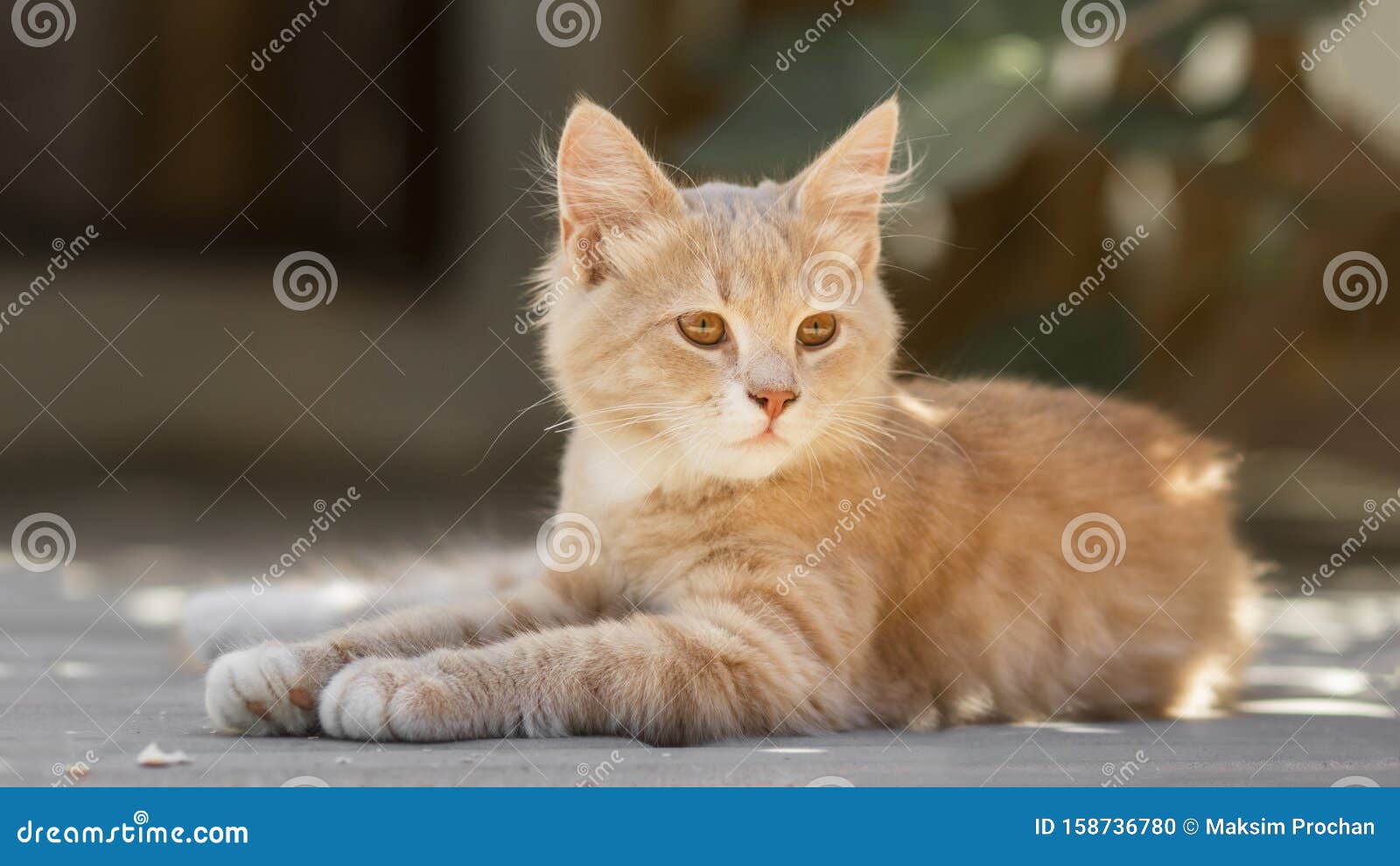 O gatinho macio bonito do gato do gengibre