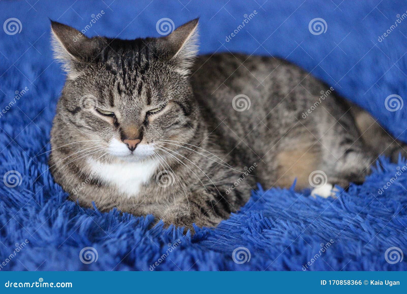 Retrato De Gato Tabú Marrón Grandes Ojos Verdes Bonito Fondo De Papel  Pintado, Portada, Postal , Cerrar Los Gatos Frenéticos Foto de archivo -  Imagen de mullido, casero: 170858366