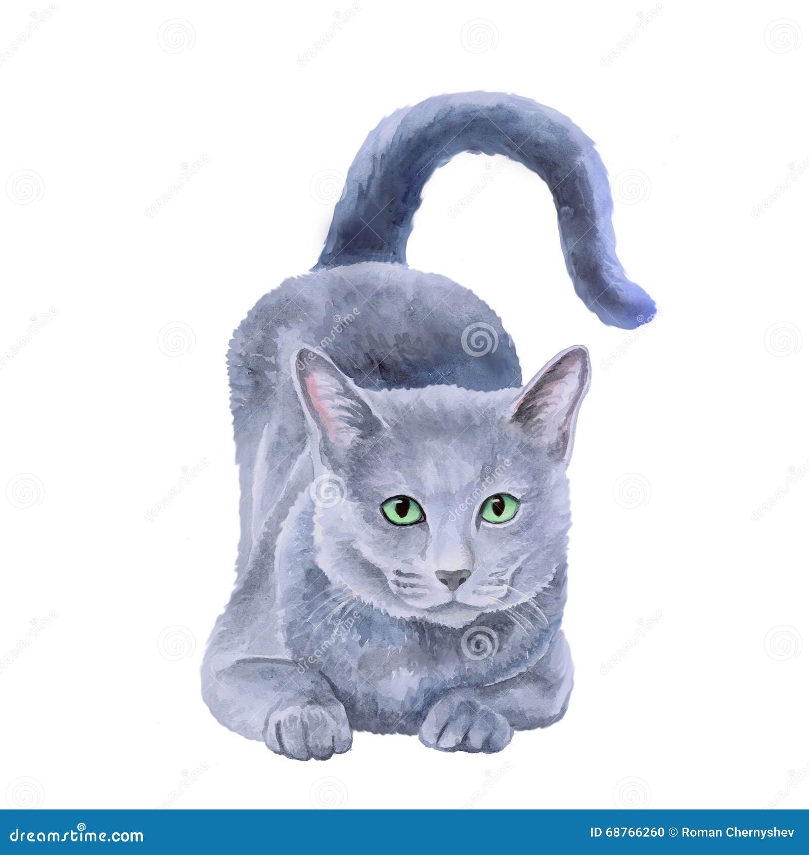 images Azul Ruso Pelo Largo Nebelung Azul Ruso Pelo Largo Gato Gris Raza dreamstime