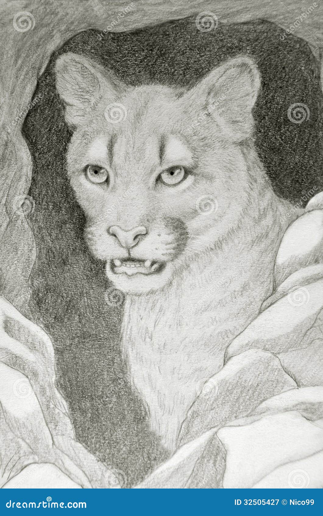cansada eficiencia ético Retrato De La Cara Del Puma Stock de ilustración - Ilustración de  despredador, cazadores: 32505427