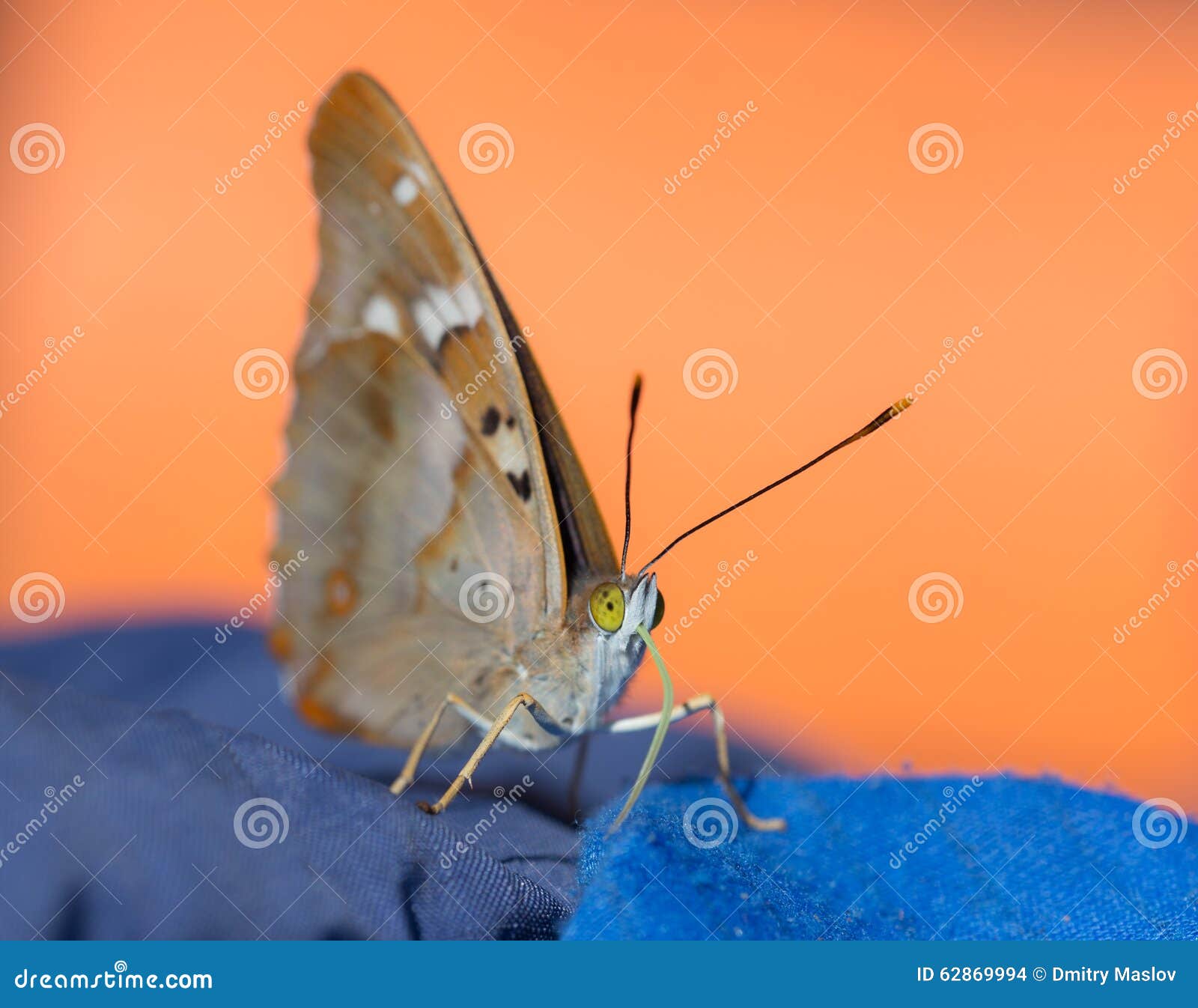Retrato de la mariposa. La mariposa se sienta en el primer de la ropa en día soleado