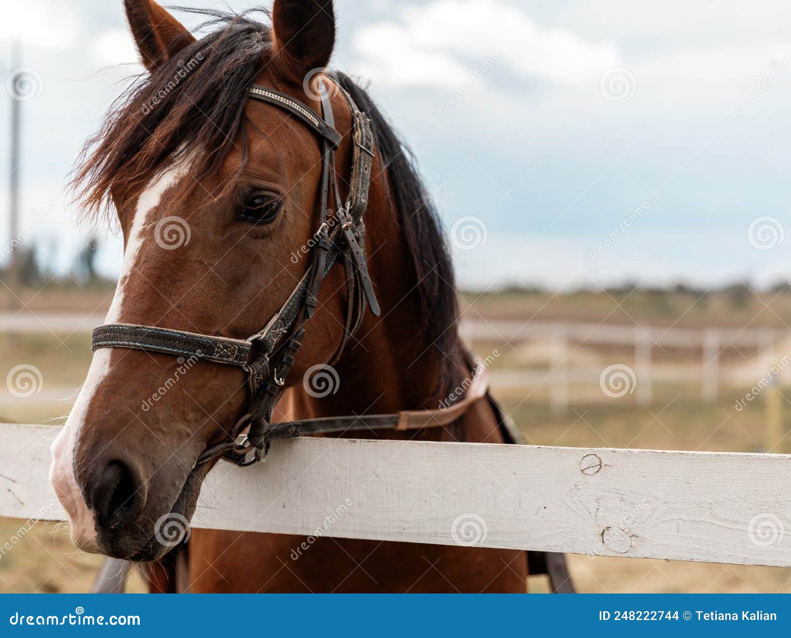 190 Fotos de Stock de Meia Cara Do Cavalo - Fotos de Stock Gratuitas e Sem  Fidelização a partir da Dreamstime