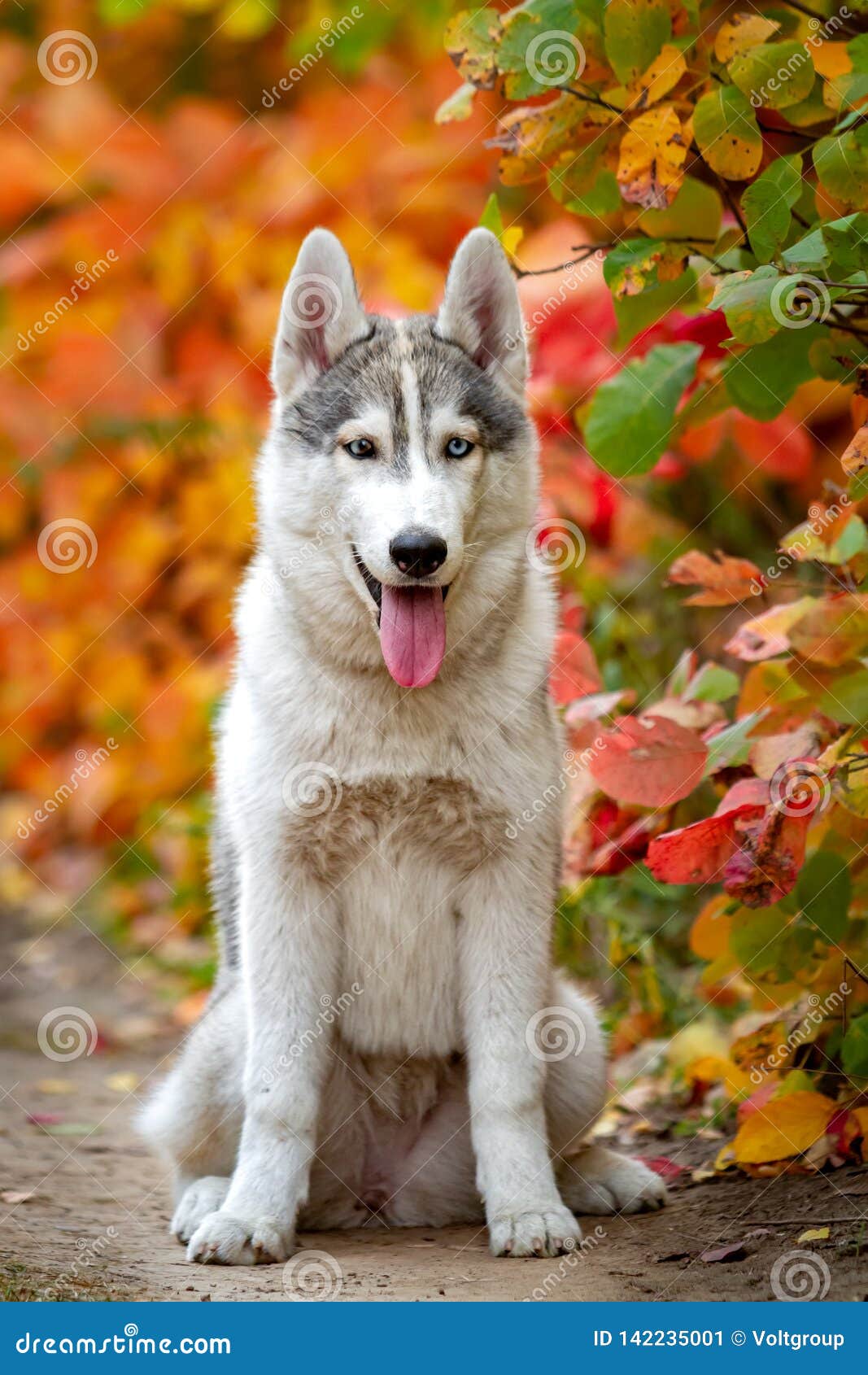 Retrato De Cerrado De Un Cachorro Siberiano Un Gris Y Blanco Imagen de archivo - Imagen de hembra, lindo: 142235001