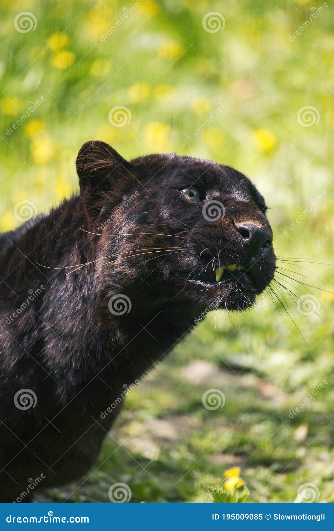 Retrato De Pantera Panthera Pardus De Leopardo Negro O Pantera Negra De Adulto Imagen de archivo - Imagen de perfil, foto: 195009085 Retrato De Pantera Panthera Pardus De Leopardo Negro O Pantera Negra De Adulto Imagen de archivo - Imagen de perfil, foto: 195009085