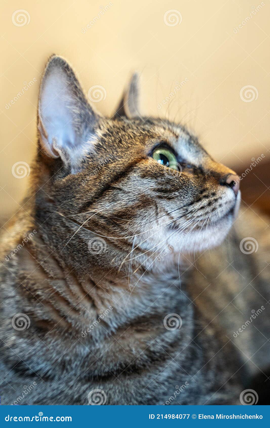 Retrato De Cor Realista Detalhado De Um Gato Cinzento Listrado Com Olhos  Verdes. Ilustração Stock - Ilustração de tatuagem, miado: 211099324