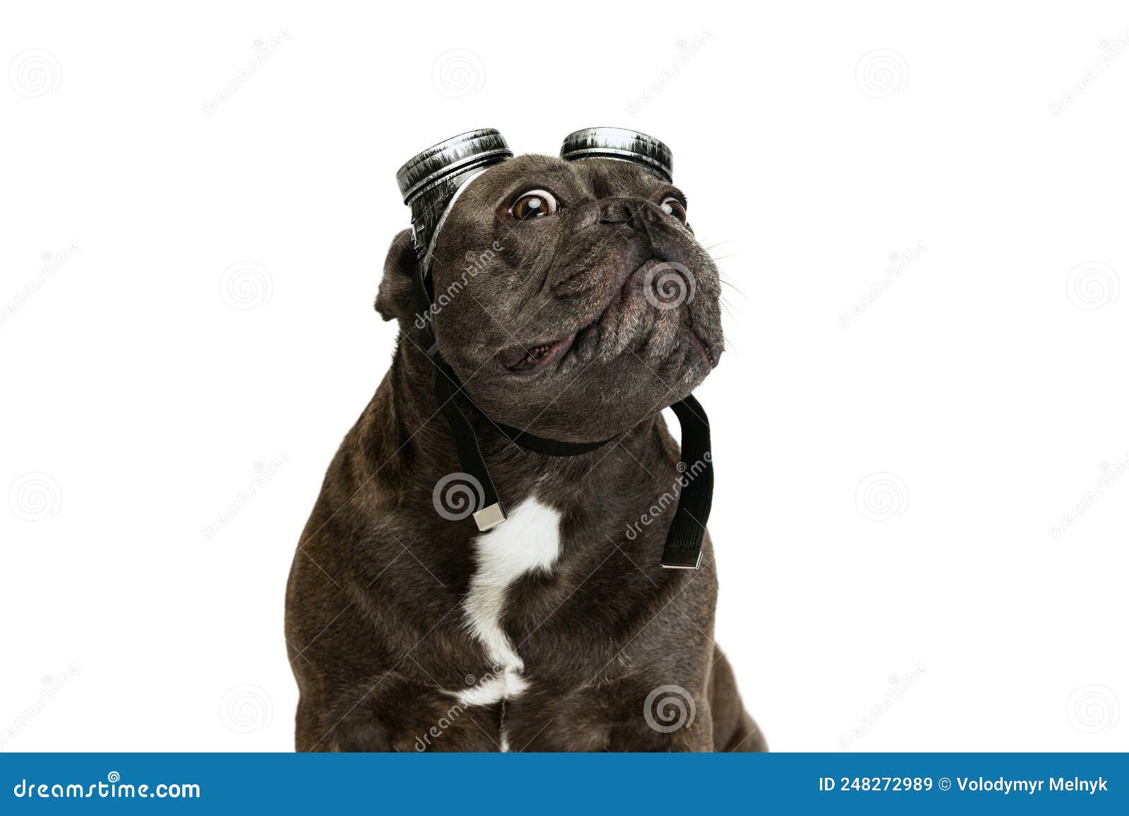 Retrato De Perro Divertido Color Negro Perrito Francés En La Ropa De Ojos  Aislado Sobre Fondo Blanco. Concepto De Mascotas De Acti Imagen de archivo  - Imagen de canino, fondo: 248272989