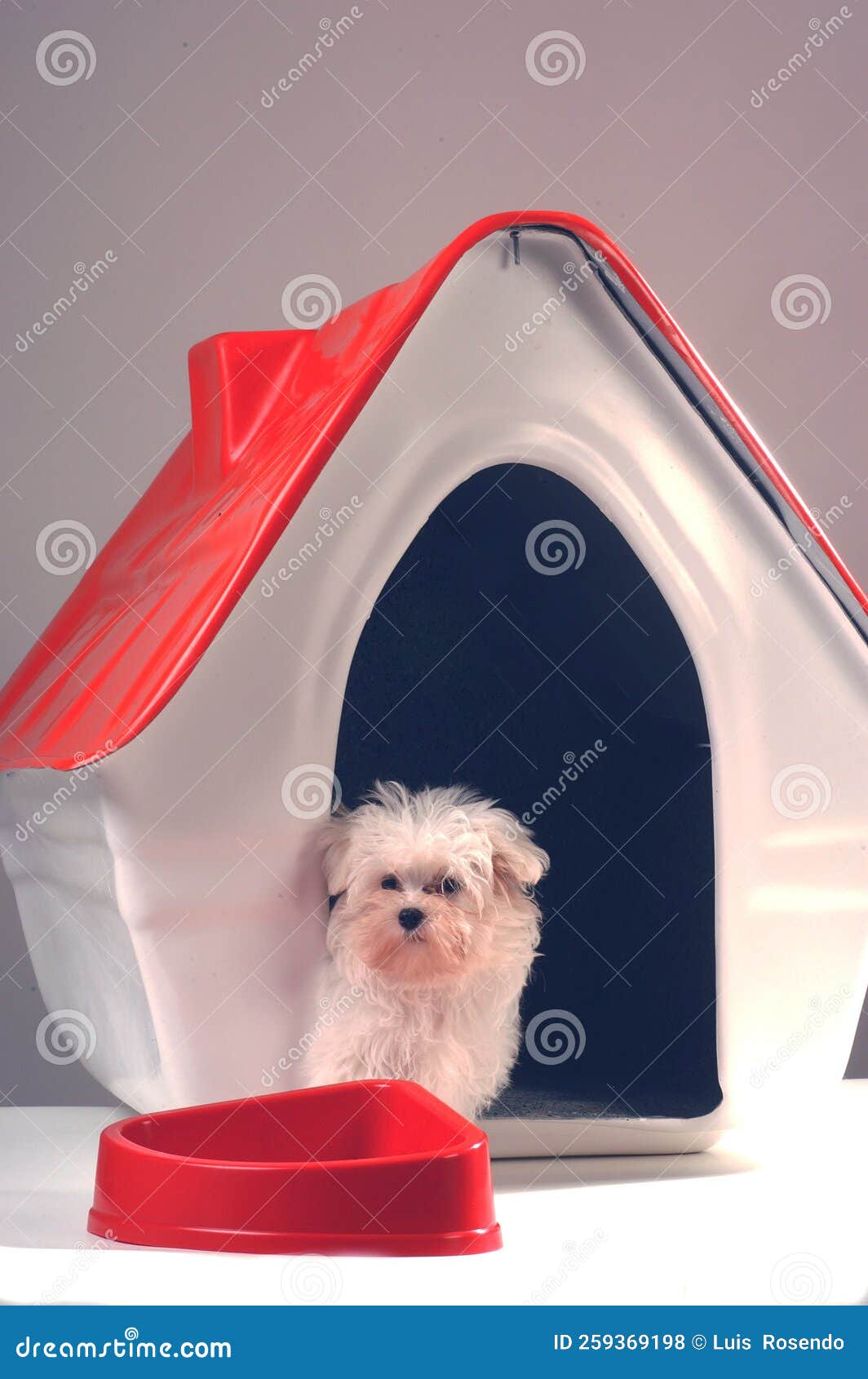 Retrato De Perros Cortos Blancos Sentados Frente a Una Casa De Perros De  Plástico Sonriendo Y Mirando La Cámara Imagen de archivo - Imagen de  sentada, arte: 259369199