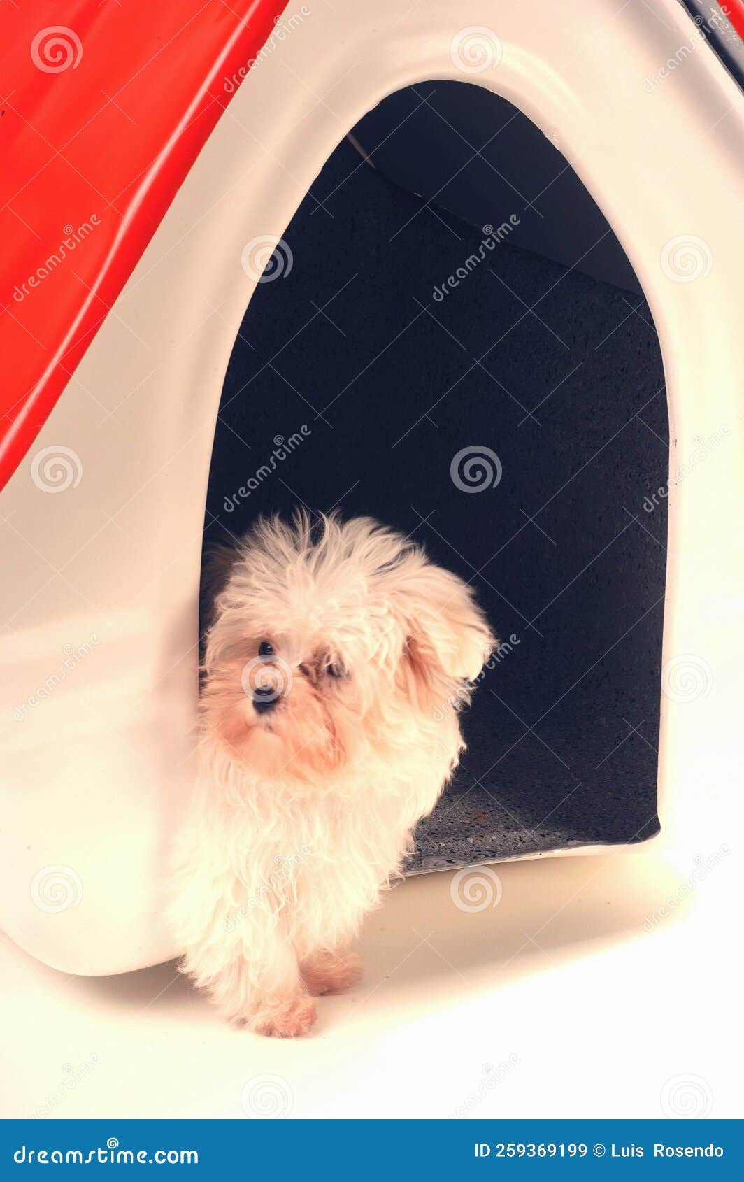 Retrato De Perros Cortos Blancos Sentados Frente a Una Casa De Perros De  Plástico Sonriendo Y Mirando La Cámara Imagen de archivo - Imagen de  sentada, arte: 259369199