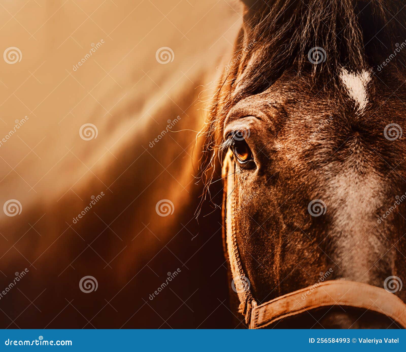 Retrato de camisa xadrez de menina com cavalo preto na fazenda de cavalos.