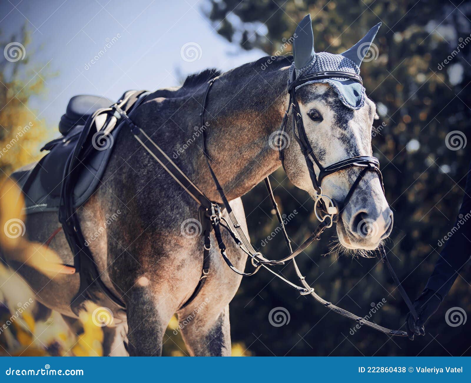 Retrato de camisa xadrez de menina com cavalo preto na fazenda de cavalos.