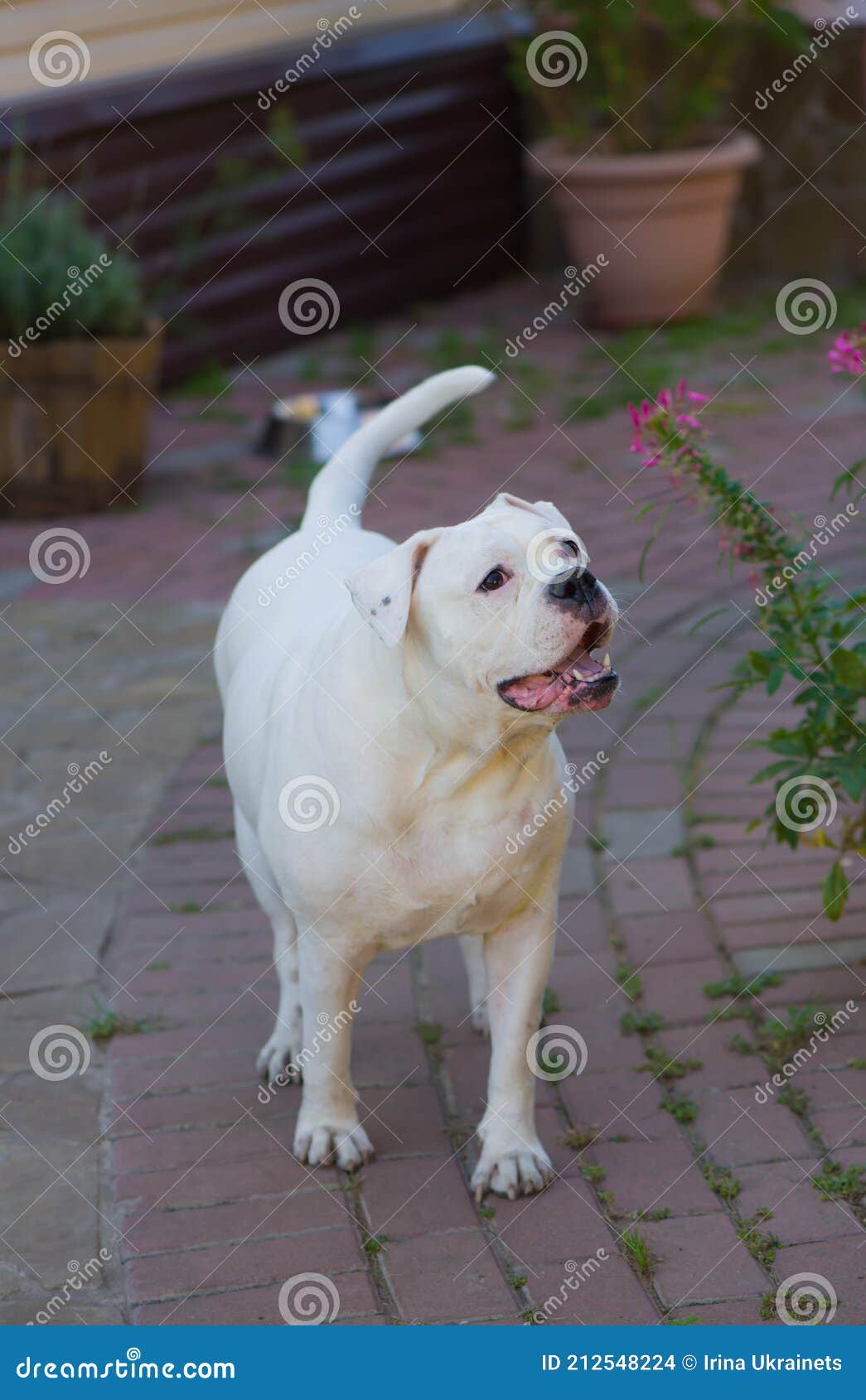 Retrato Cão Buldogue Americano Assustado Olhando Para Lado Sendo  Aterrorizado fotos, imagens de © feedough #612747954