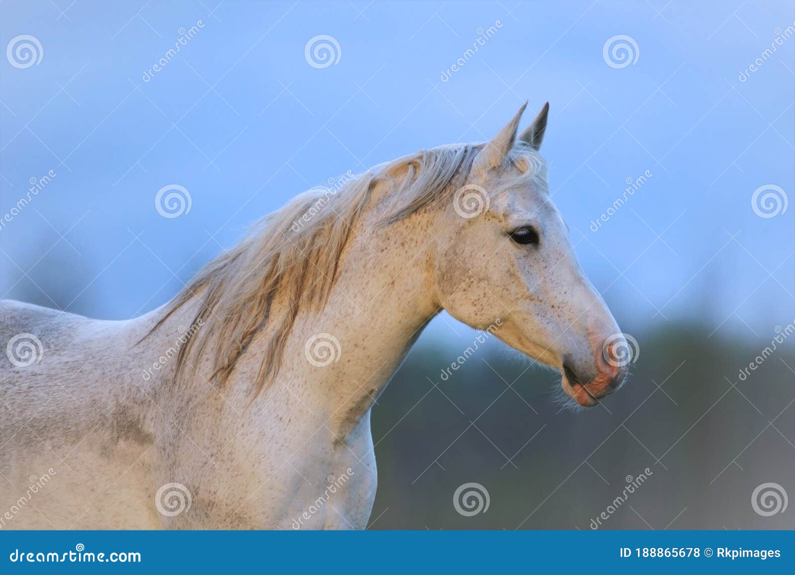 Retrato de um cavalo na frente de um céu azul