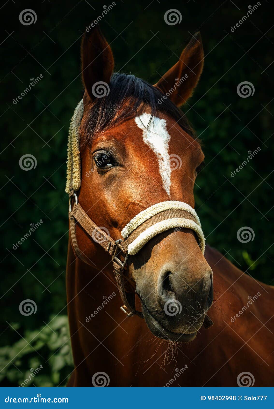 Close-up de um rosto de cavalo, frente da cabeça do cavalo marrom em fundo  branco isolado