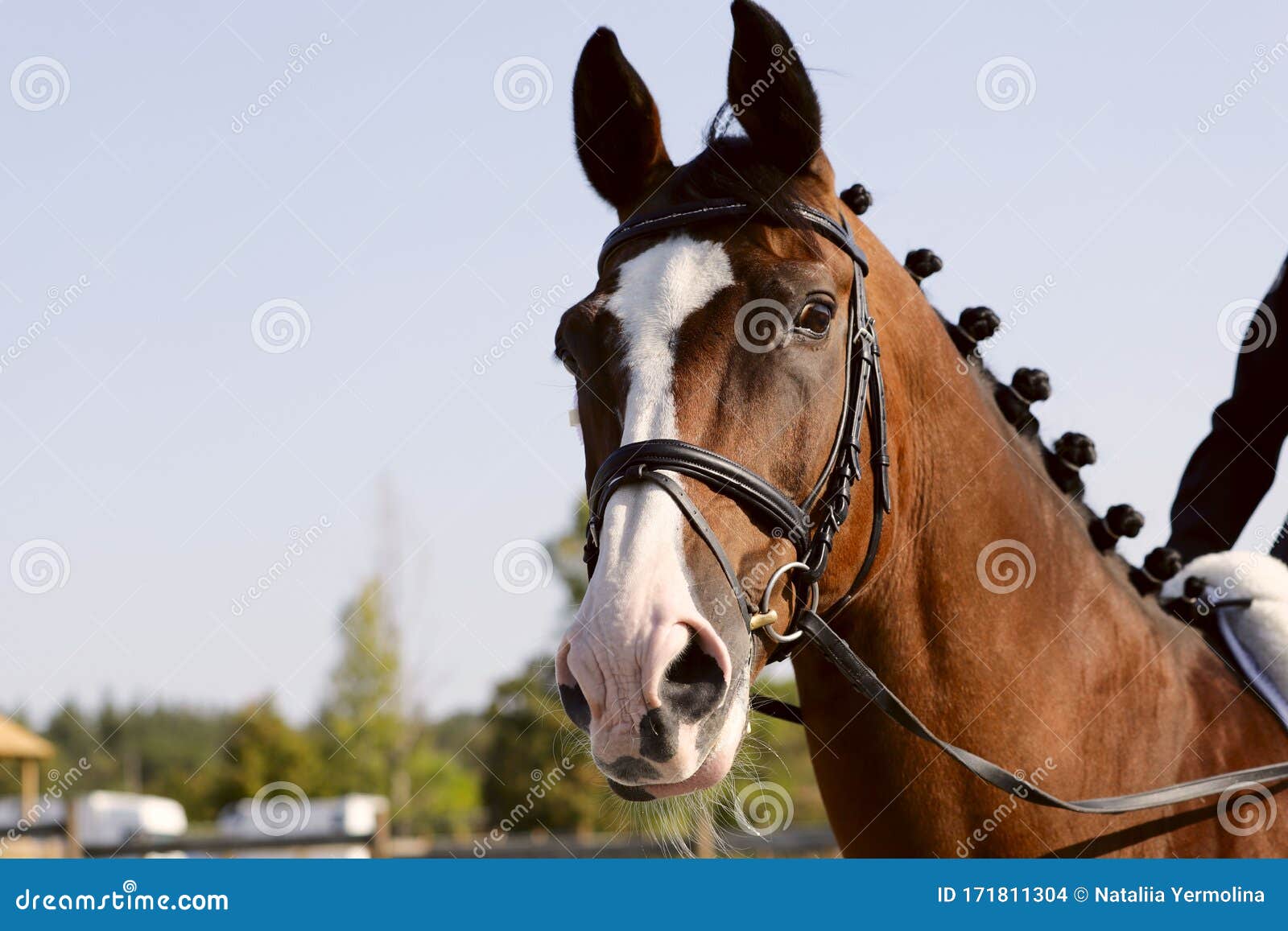 Cavalo na frente do espaço em branco