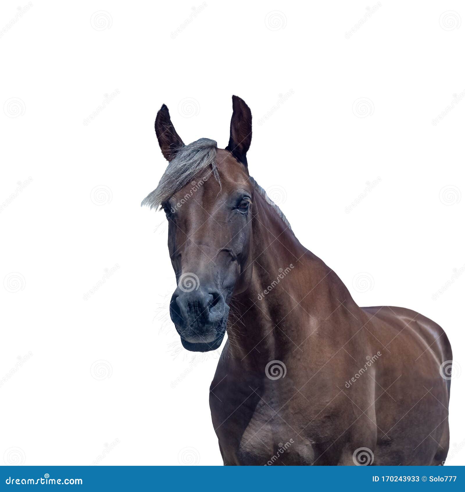 Close-up de um rosto de cavalo, frente da cabeça do cavalo marrom em fundo  branco isolado