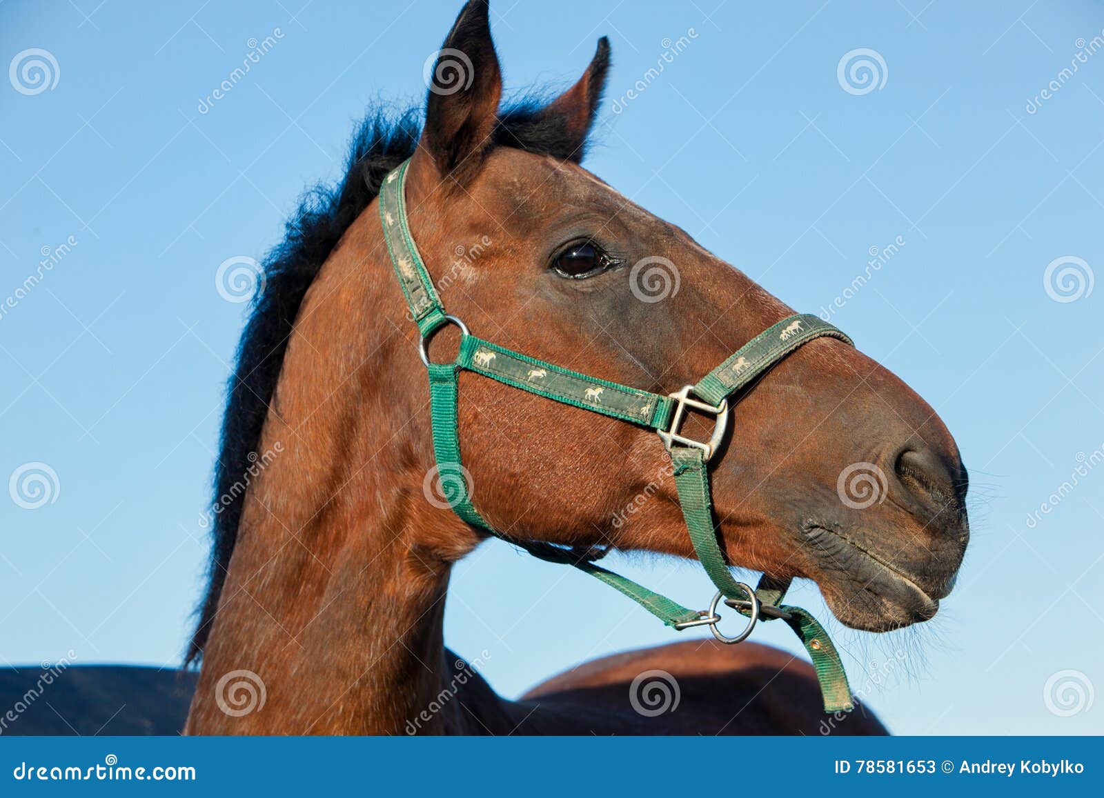 Retrato de um cavalo na frente de um céu azul