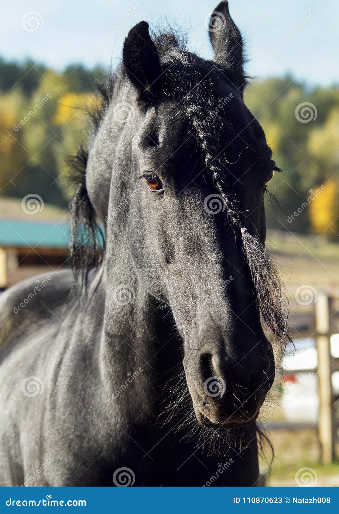 Retrato De Um Cavalo Preto Com Uma Trança Imagem de Stock - Imagem de  retrato, estar: 110870623