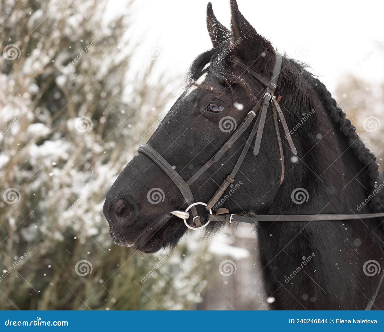 Plano de fundo Cavalo, Animais, Garanhão