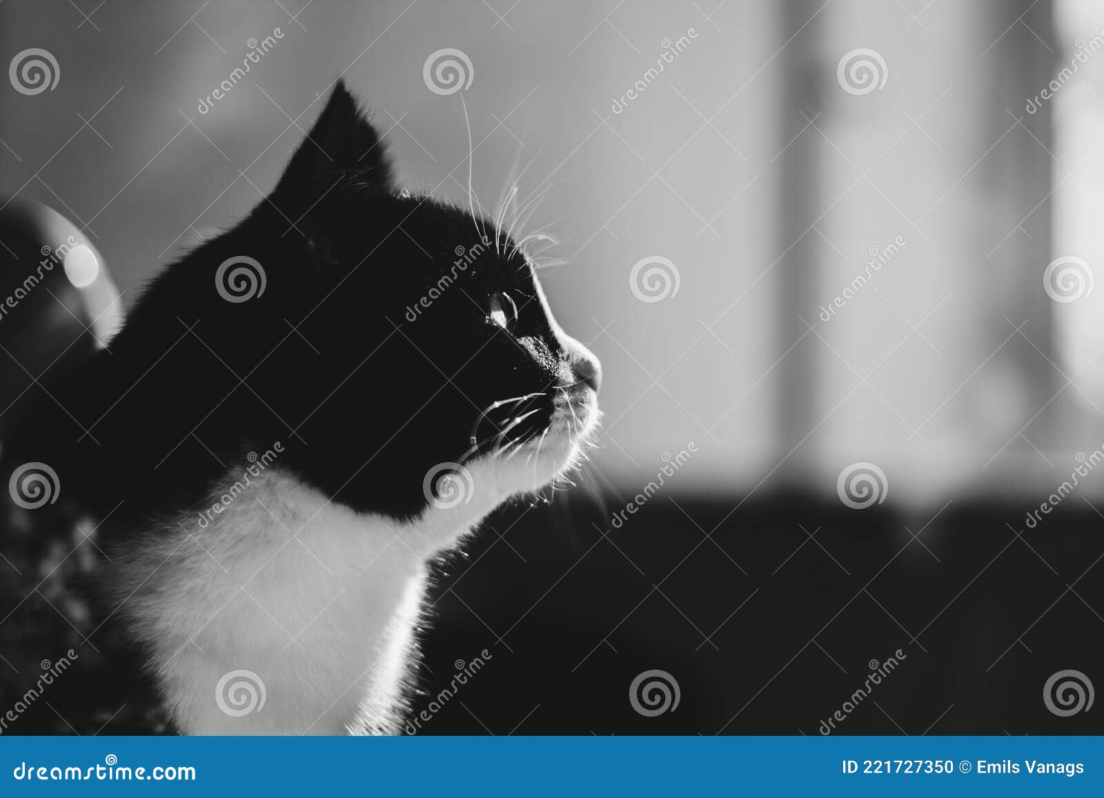 Retrato De Um Gato Preto Com Um Pescoço Branco Olhando Para O Jogo a  Distância Foto de Stock - Imagem de distância, cauda: 221727350