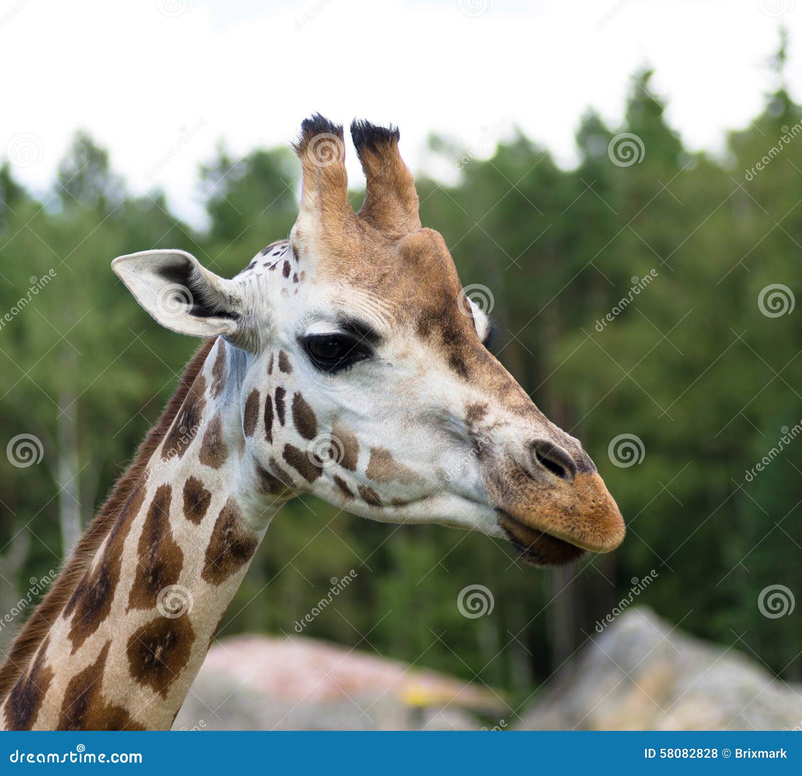 Retrato de um girafa adulto