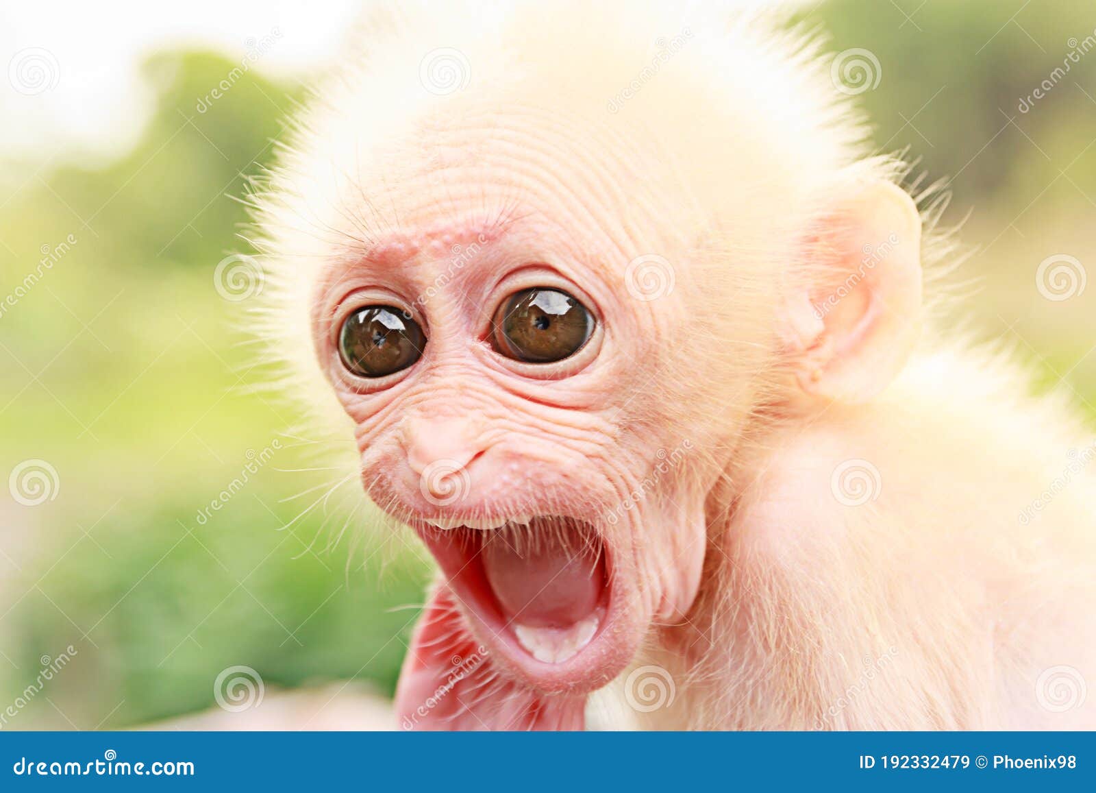 Macaco branco imagem de stock. Imagem de mostras, macaco - 90923521