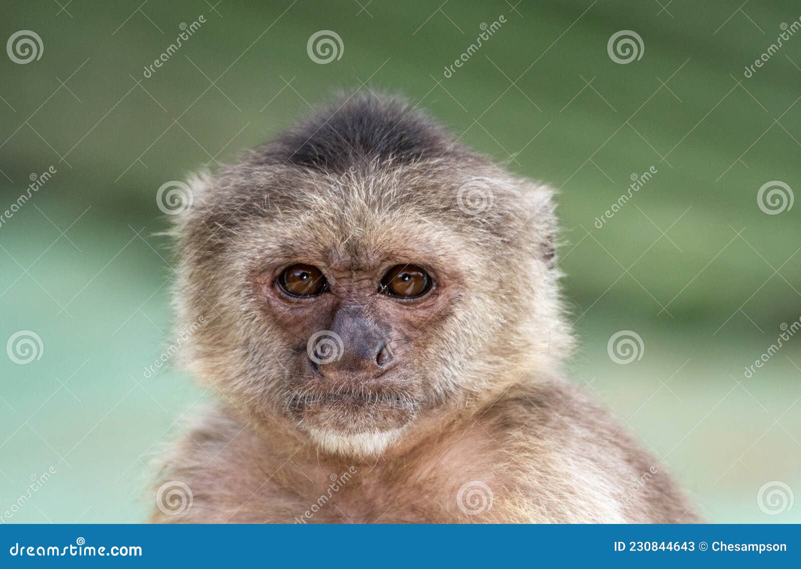 Macaco furta câmera de turista e tira autorretrato; veja vídeo - Animais -  Extra Online