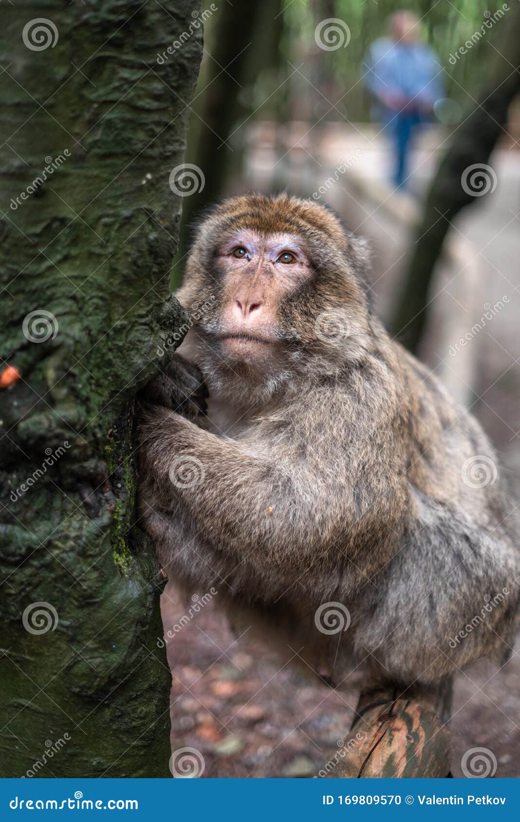 Macacos fofos um macaco fofo vive em uma floresta natural