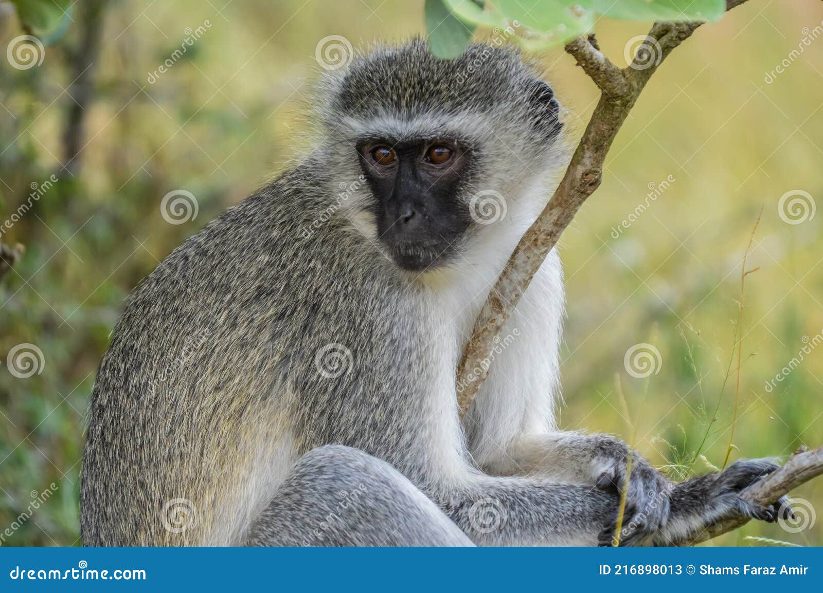 Foto de Macaco Vervetchlorocebus Pygerythrus e mais fotos de stock