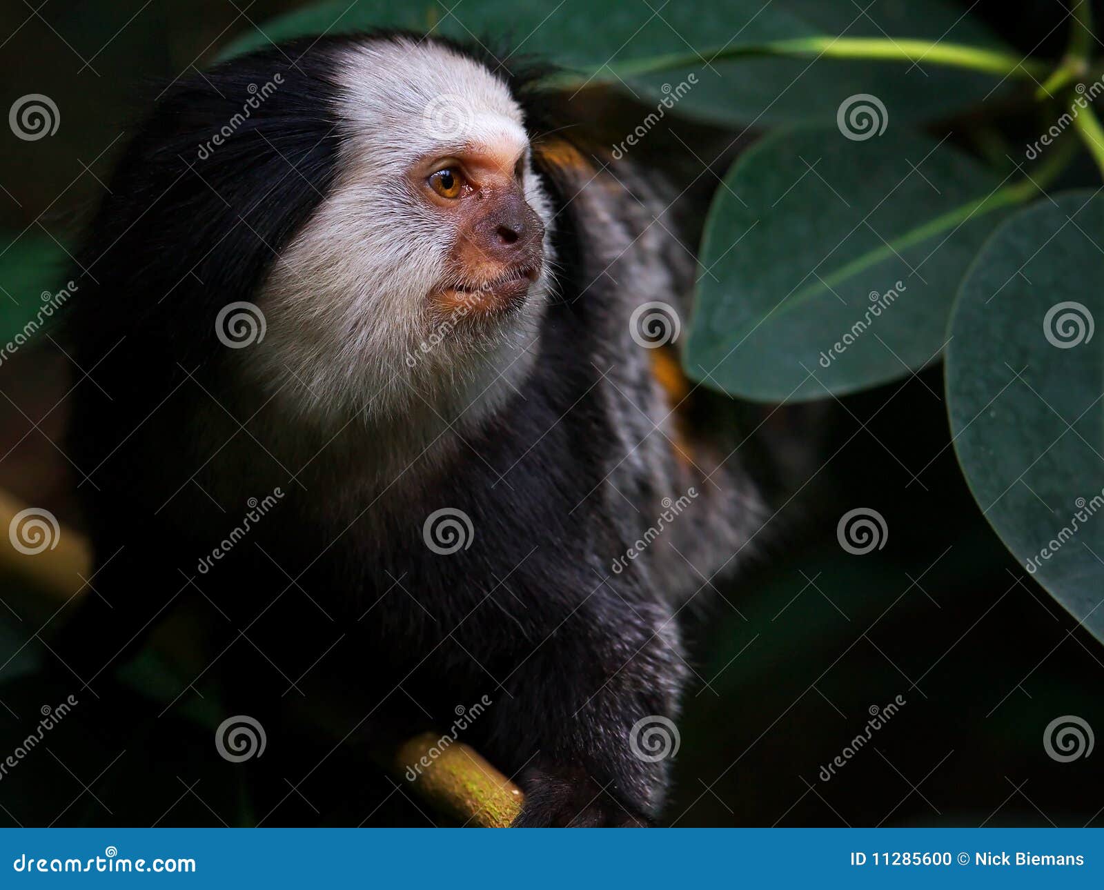 Retrato de um Marmoset White-headed. Retrato do Close-up de um Marmoset White-headed que senta-se em uma árvore