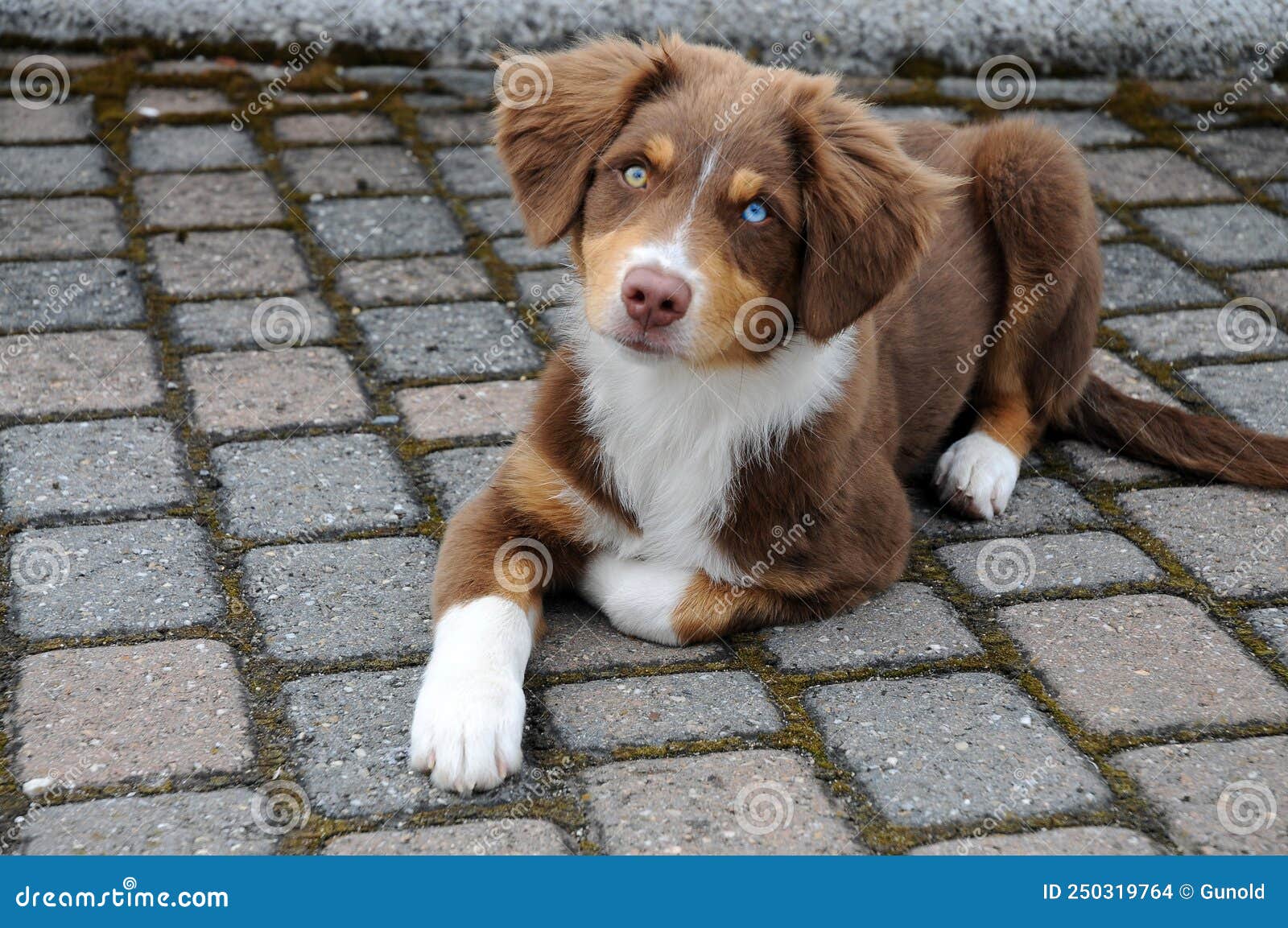 A Cobrinha Azul → Eu Sou um Cão Pastor (Anos 70) ☆ Sessão Nostálgia 